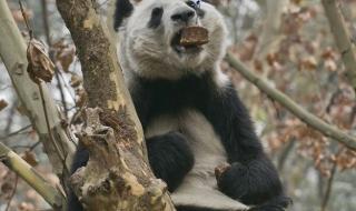 四川大熊猫基地 四川大熊猫基地