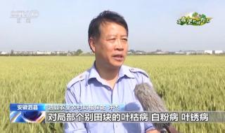 全国春播粮食已过八成 全国春播粮食已过八成